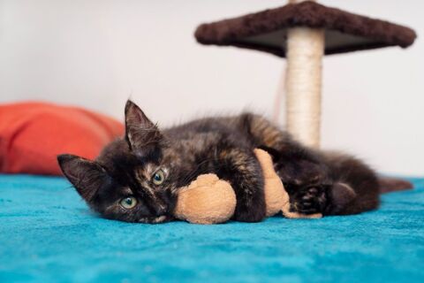 🐾Leica, femelle X europ&eacute;en n&eacute;e le 02/10/2025🐱 200 91000 �vry