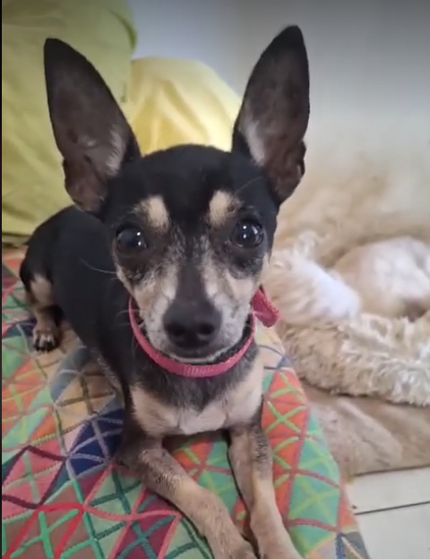 ZIGGY le petit pinscher 350 76200 Dieppe