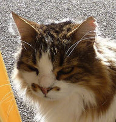  Perdu chat type croisé norvégien  
