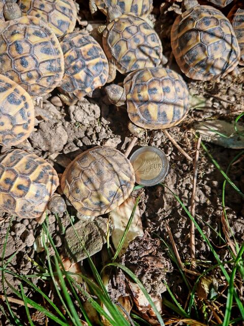 Tortue de terre juveniles 95 95500 Gonesse