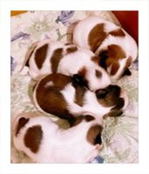   Adorables chiots Shih-Tzu. 