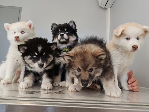 Pomsky F4 3000 13129 Salin de giraud
