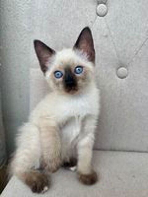   Chatons siamois x sacré de Birmanie  