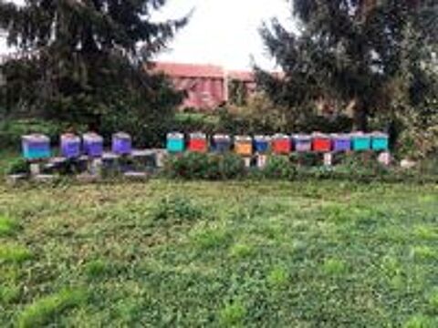   Essaims d abeilles 