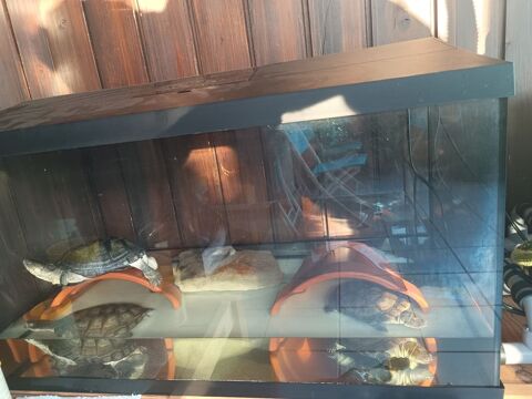 Donne tortues d'eau 0 12450 Luc-la-primaube