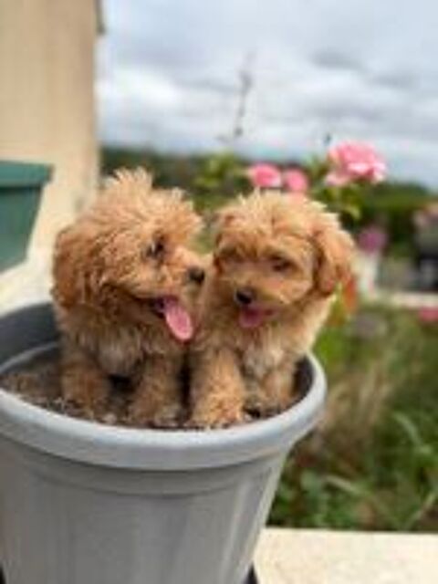   Maltipoo  