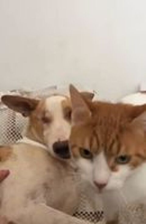   Lucie cherche sa famille pour la vie, une famille adaptée à son traumatisme 🙏🍀 