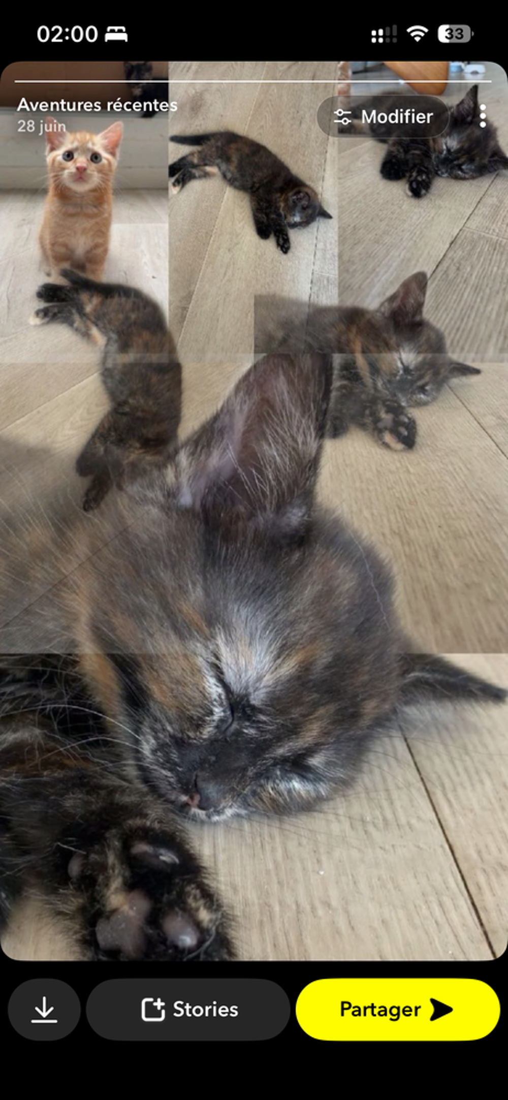   Chaton a l'adoption pour le 30 juillet  