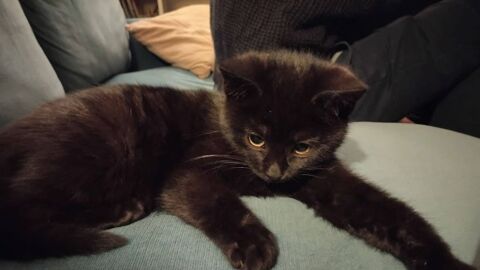 Chatons 0 93200 Saint-denis