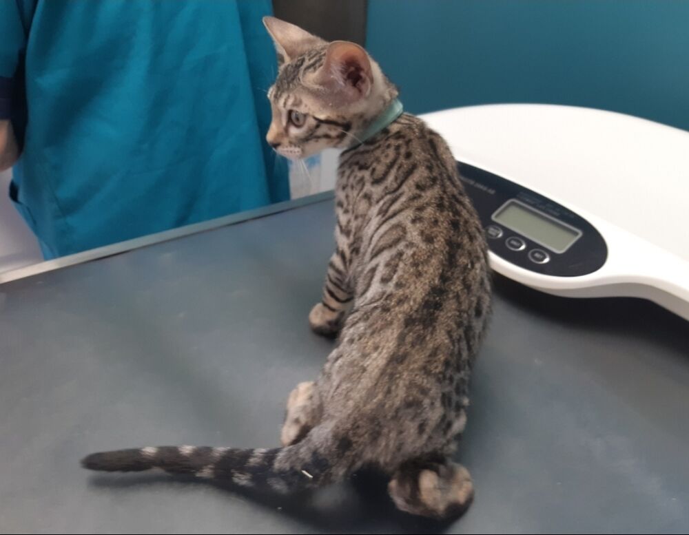   Trop craquant le petit Bengal Loof 