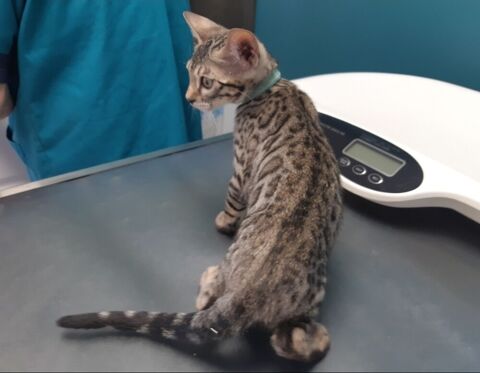 Trop craquant le petit Bengal Loof 500 66750 St cyprien plage