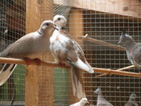   tourterelles rieuses 