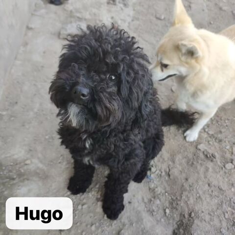A ADOPTER HUGO 0 75018 Paris