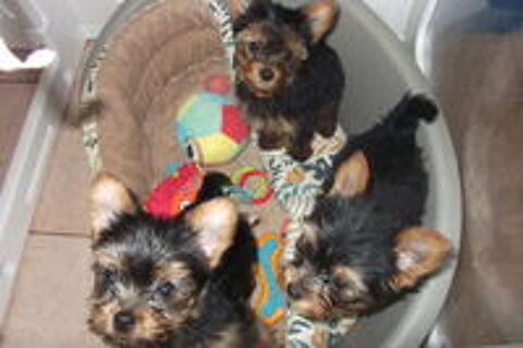   magnifique chiots yorkshire terrier 