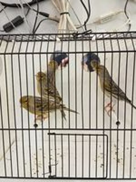   canaris 