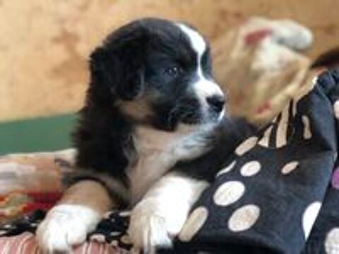   Chiots type berger australien parents lof 