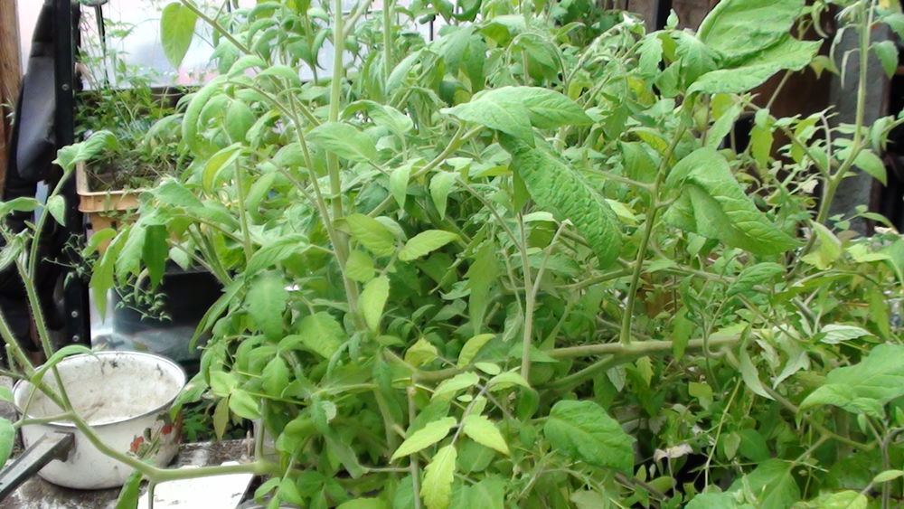 grand plants de tomates bio non hybride Jardin