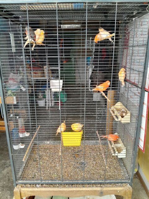 canaris et cage h160 l60 p50 sur roulettes 50 13670 Verquires