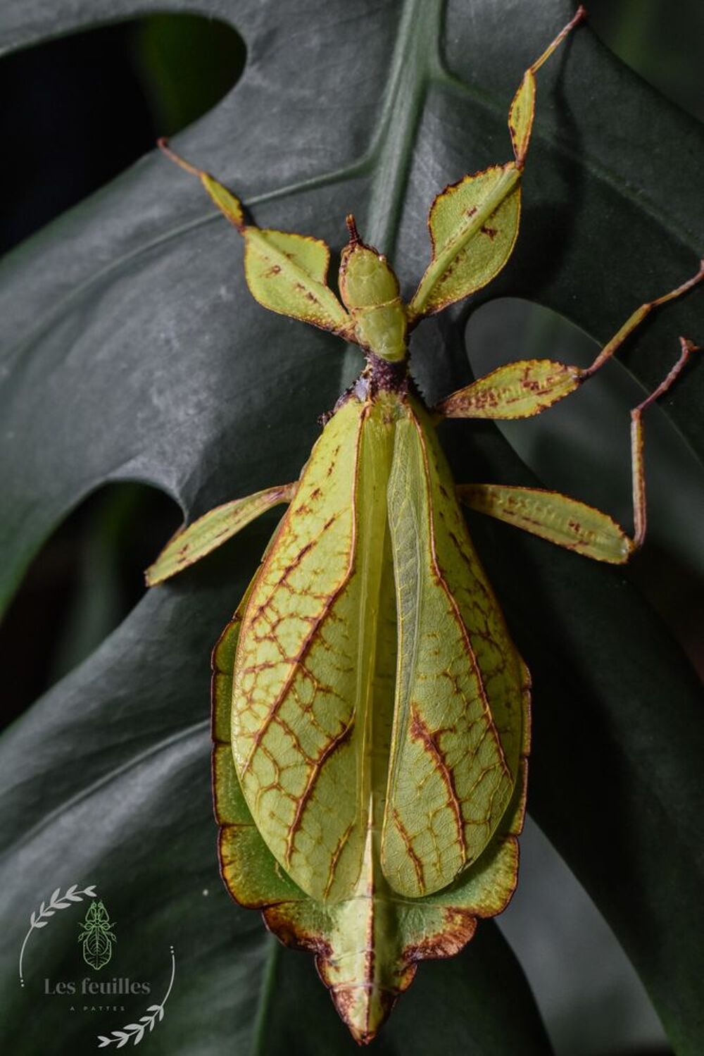   Lot d'oeufs Phyllium philippinicum 