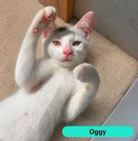   Oggy, chat blanc à adopter 
