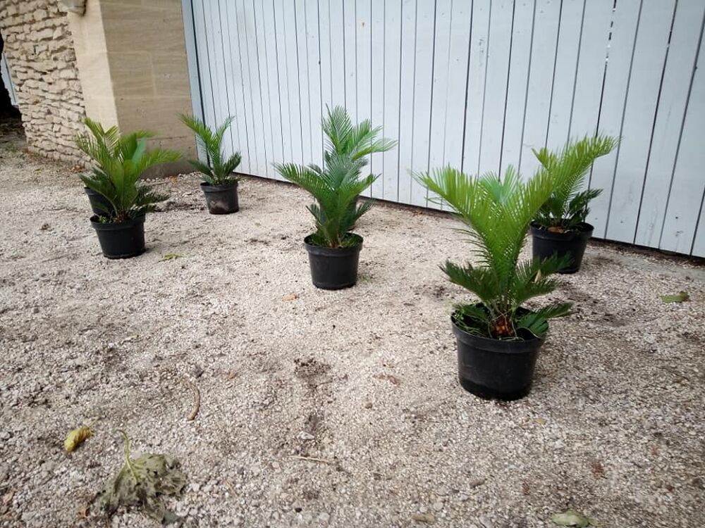 Cycas 'Revoluta' : Une plante de l'&acirc;ge des dinosaures ??? Jardin