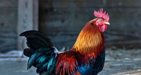 poule et coq 15 59177 Sains-du-nord
