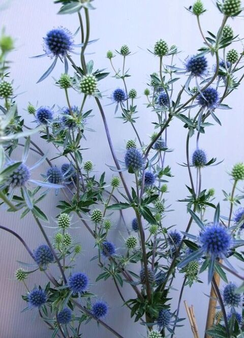 Eryngium planum  graines 1 Sainte-Genevi�ve-des-Bois (91)
