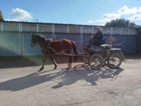  Nuge, Poney OC de 3 ans 