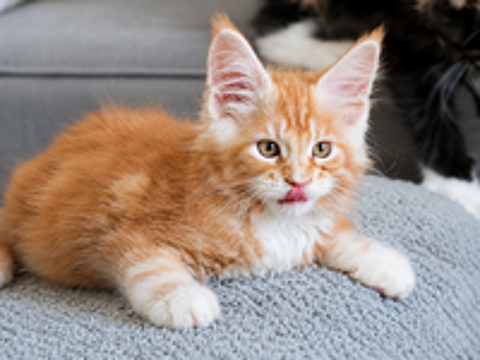   Superbes bébés Maine Coon 