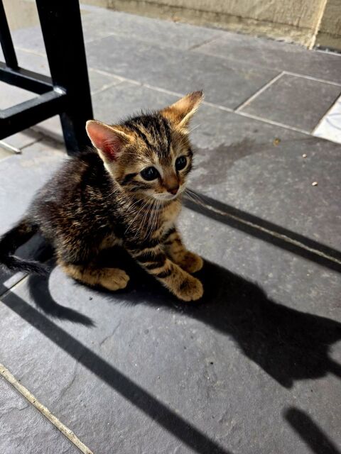 Chatons de type europ&eacute;en 0 93700 Drancy