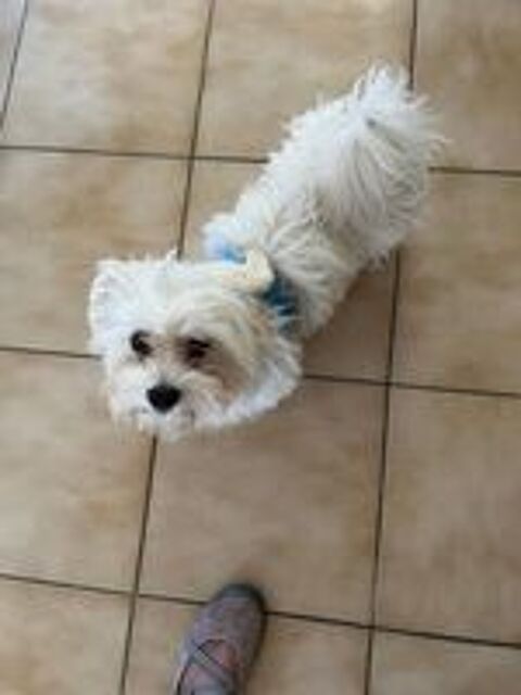  bichon maltais 
