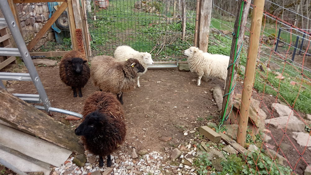   Moutons d'Ouessant 