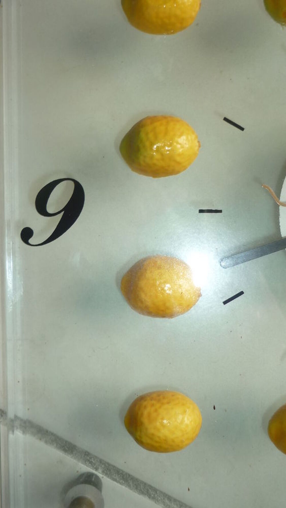 Pendule "Citron" Décoration
