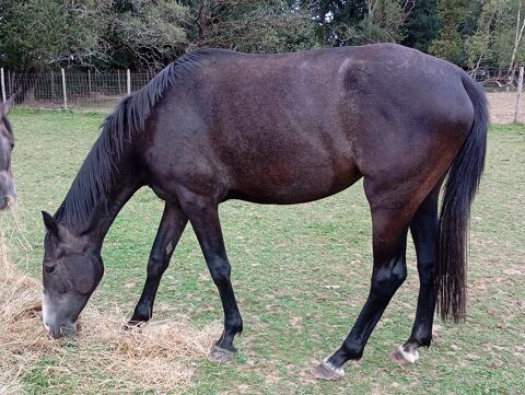 Poulains , cheval 2 ans 750 29400 Guimiliau