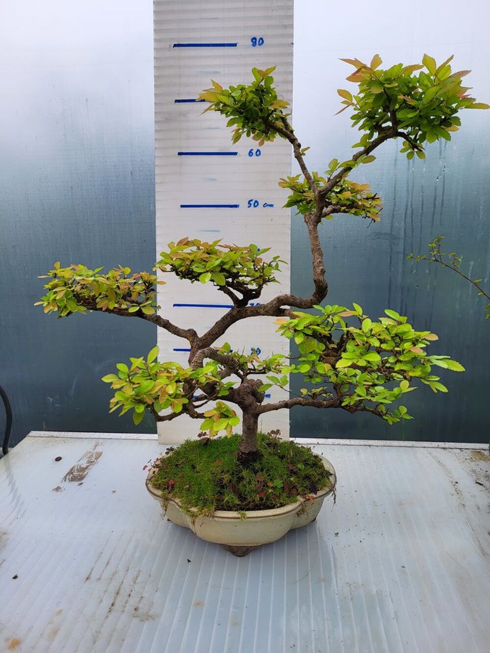 Bonsa&iuml; Ormes de chine Jardin