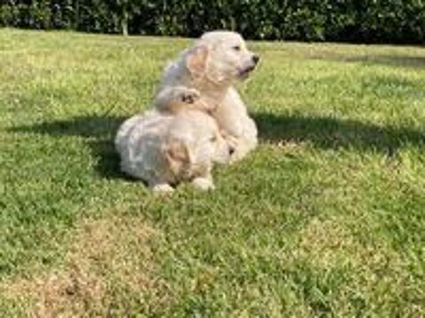   chiot golden retriever
