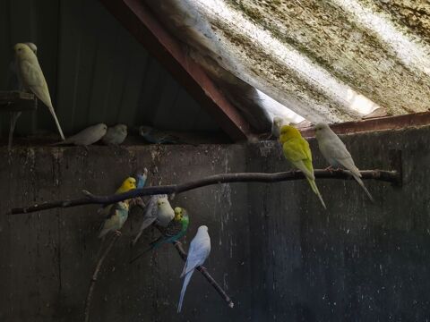 Oiseaux perruches ondul&eacute;es 10 29290 Saint-renan