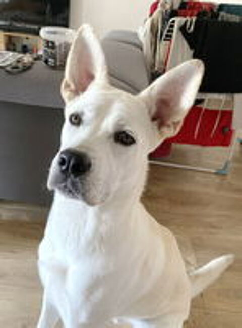   Pongo est à l'adoption! 