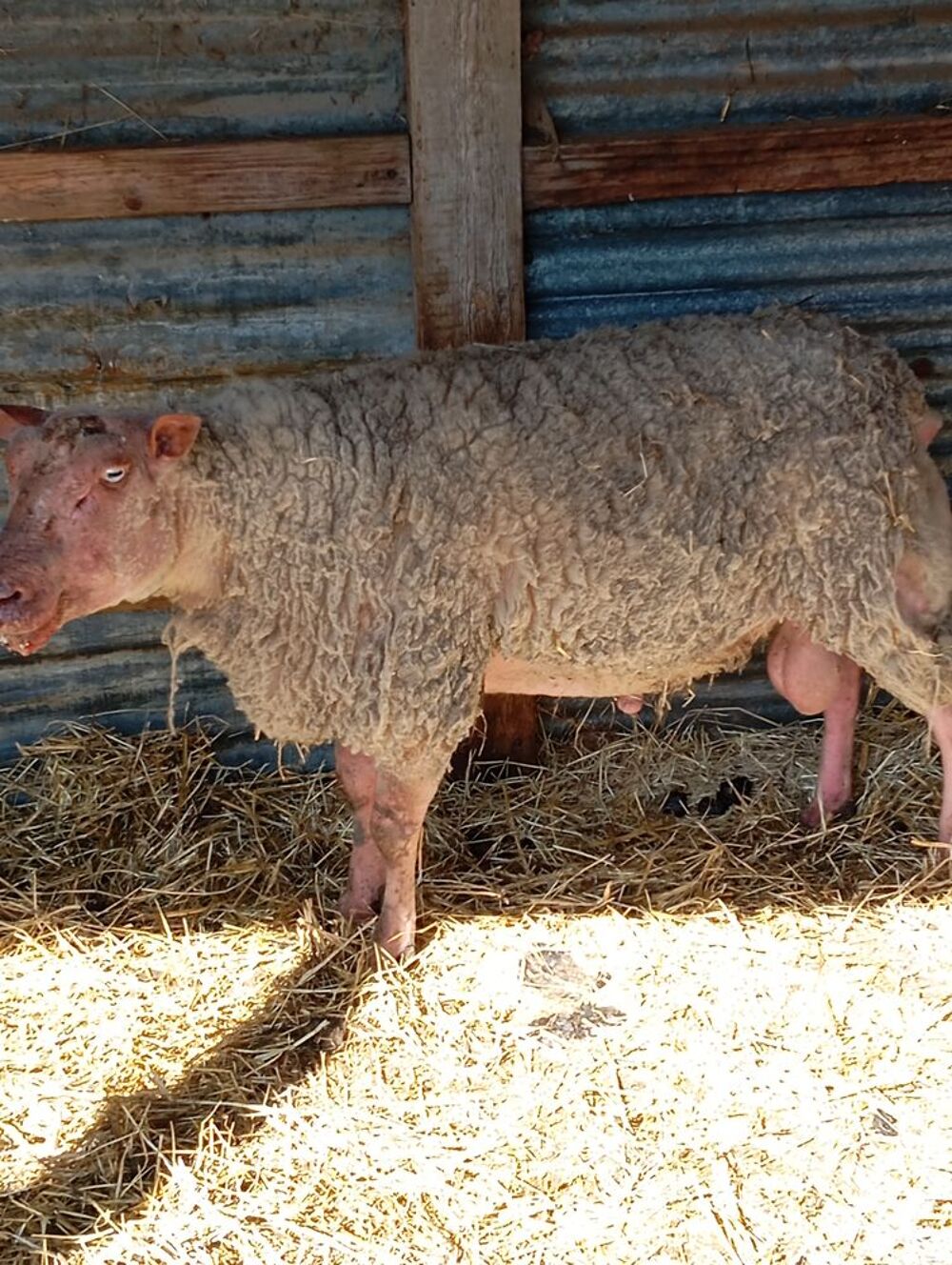   Mouton rouge de l'ouest de 6 ans 