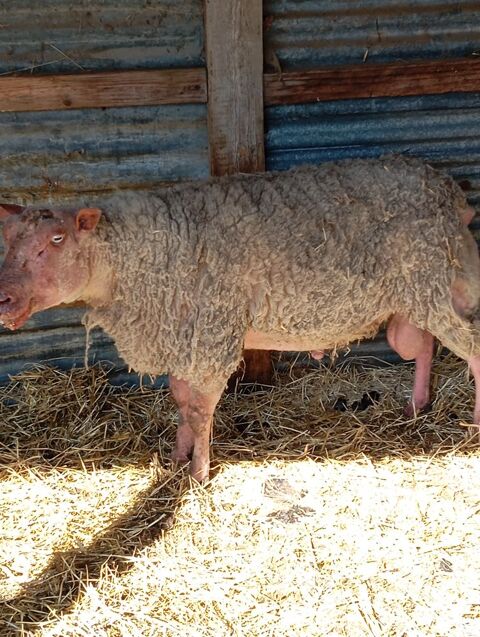 Mouton rouge de l'ouest de 6 ans 250 14410 Presles