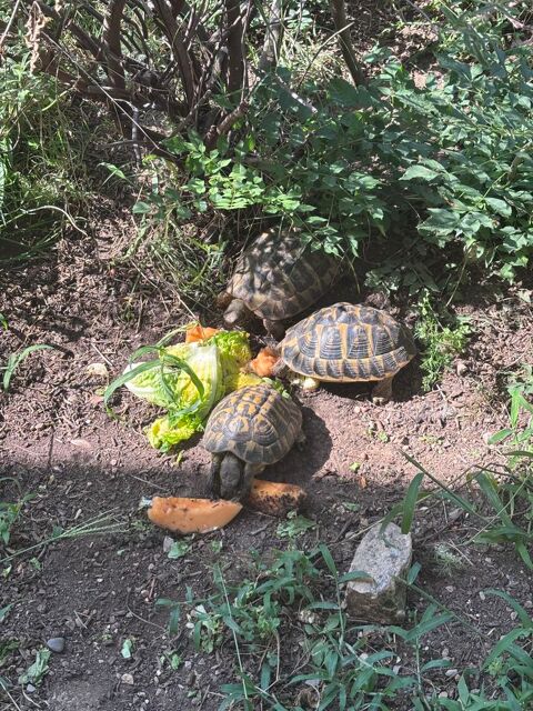 Tortues HH femelles &male 800 06810 Auribeau-sur-siagne