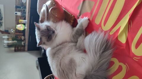 Chatons type Ragdoll  1000 85150 Sainte-foy