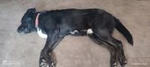   Chien SCOUBIDOU � l adoption 