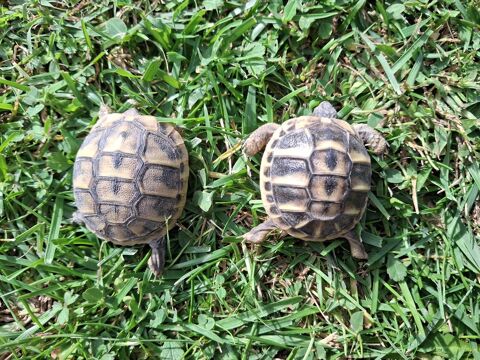 2 bb tortues terrestre n&eacute;e cette ann&eacute;e 2025
35 84000 Avignon