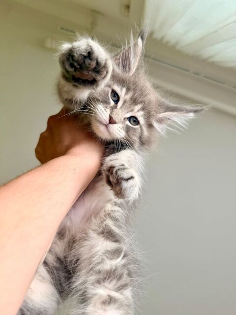 Deux magnifiques femelles bleues Maine Coon LOOF 1600 12100 Millau