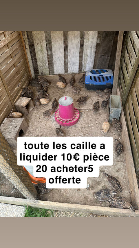 caille du japon 10 31380 Montastruc-la-conseillre