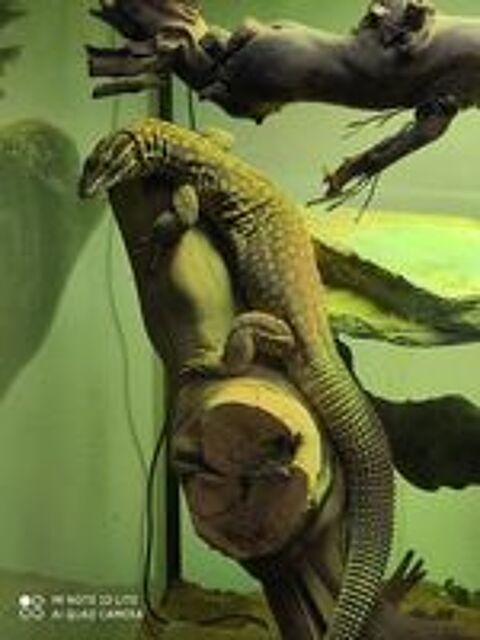   Varanus Acanthurus (Varan à queue épineuse) 