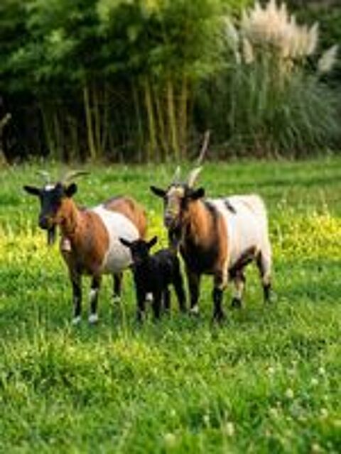   chèvre naine 