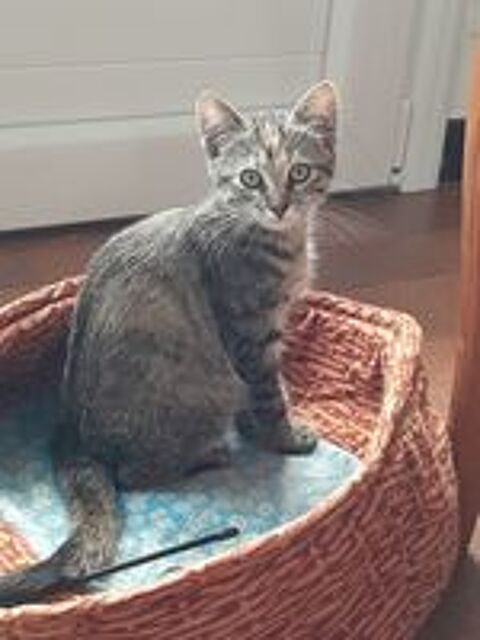   Don 2 chatons. 