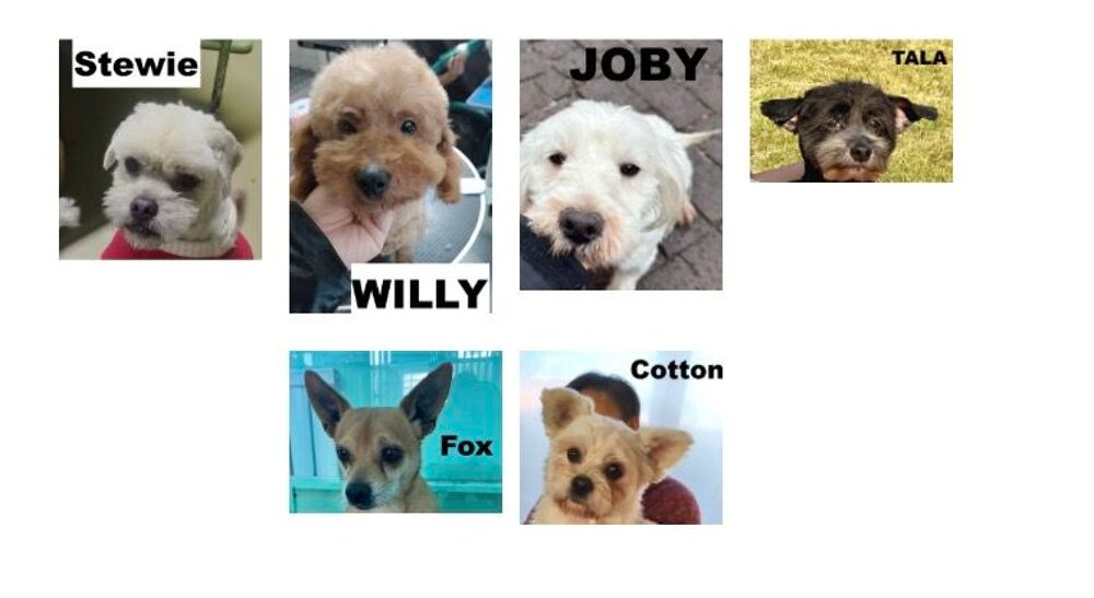   A ADOPTER CHIENS DE CHINE 